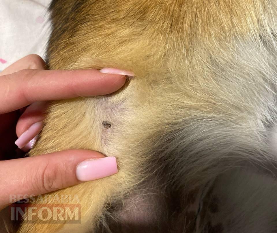 В Аккермані у собаки з отруєнням на рентгені виявили кулю: місцеві стурбовані жорстокою тенденцією