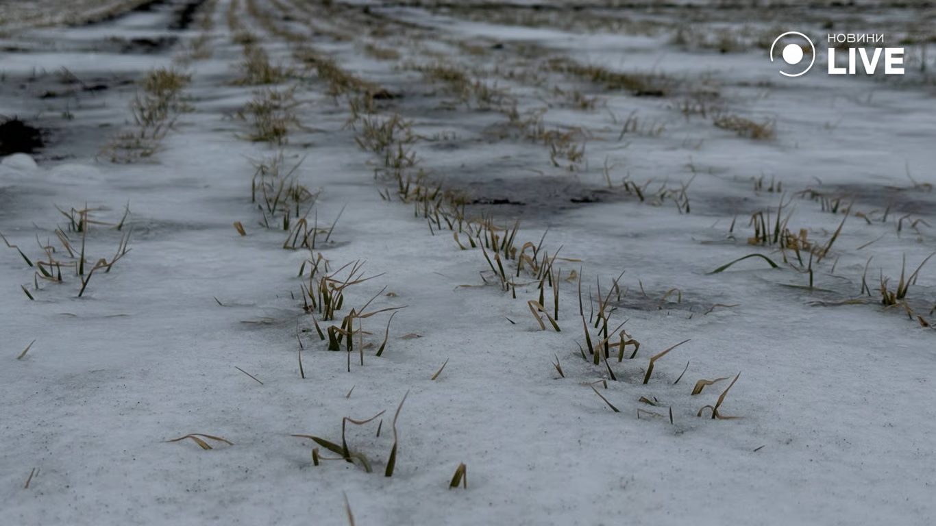 Виснажений ґрунт та зледеніння: чи буде врожай на Одещині цього року