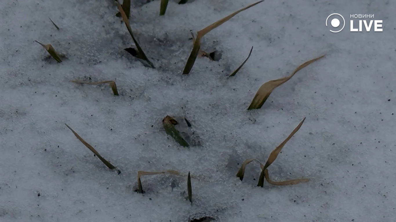 Виснажений ґрунт та зледеніння: чи буде врожай на Одещині цього року