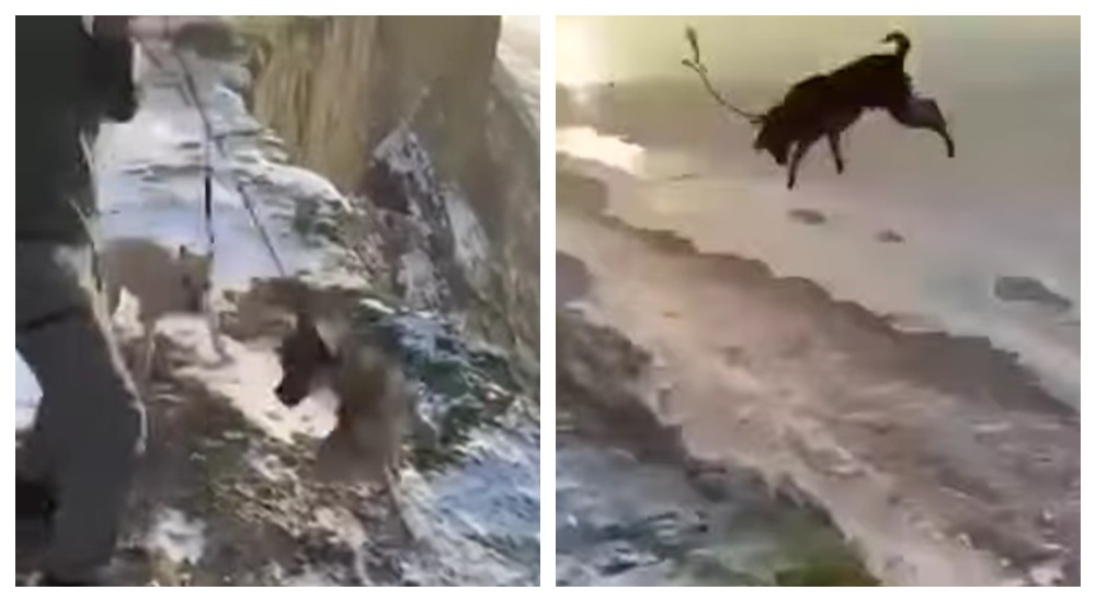 Хвиля жорстокості до тварин у Бессарабії: за що діти мстять слабшим — від ігор «у владу» до вивороту глибоких психологічних проблем