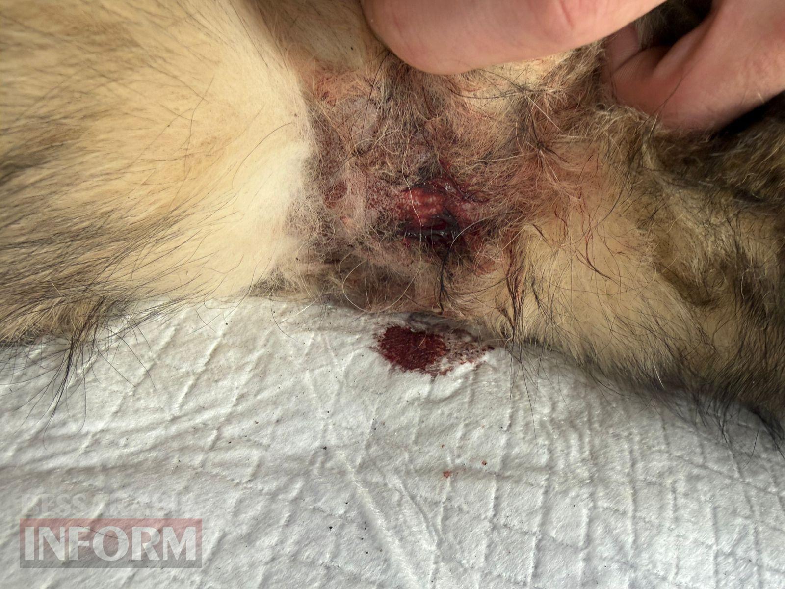 Пристрелити не допомогло, ще й отруїли: у Рені чергова собака постраждала від зоохантера