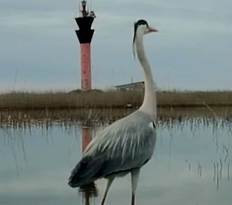 Як на півдні Одещини птахи шукають їжу по замерзлих лиманах