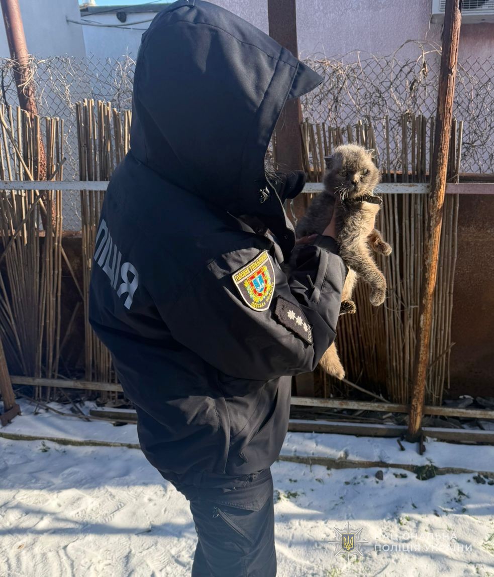 Прив’язувала котів до автівок, проти мешканки Одеси розпочато кримінальне провадження