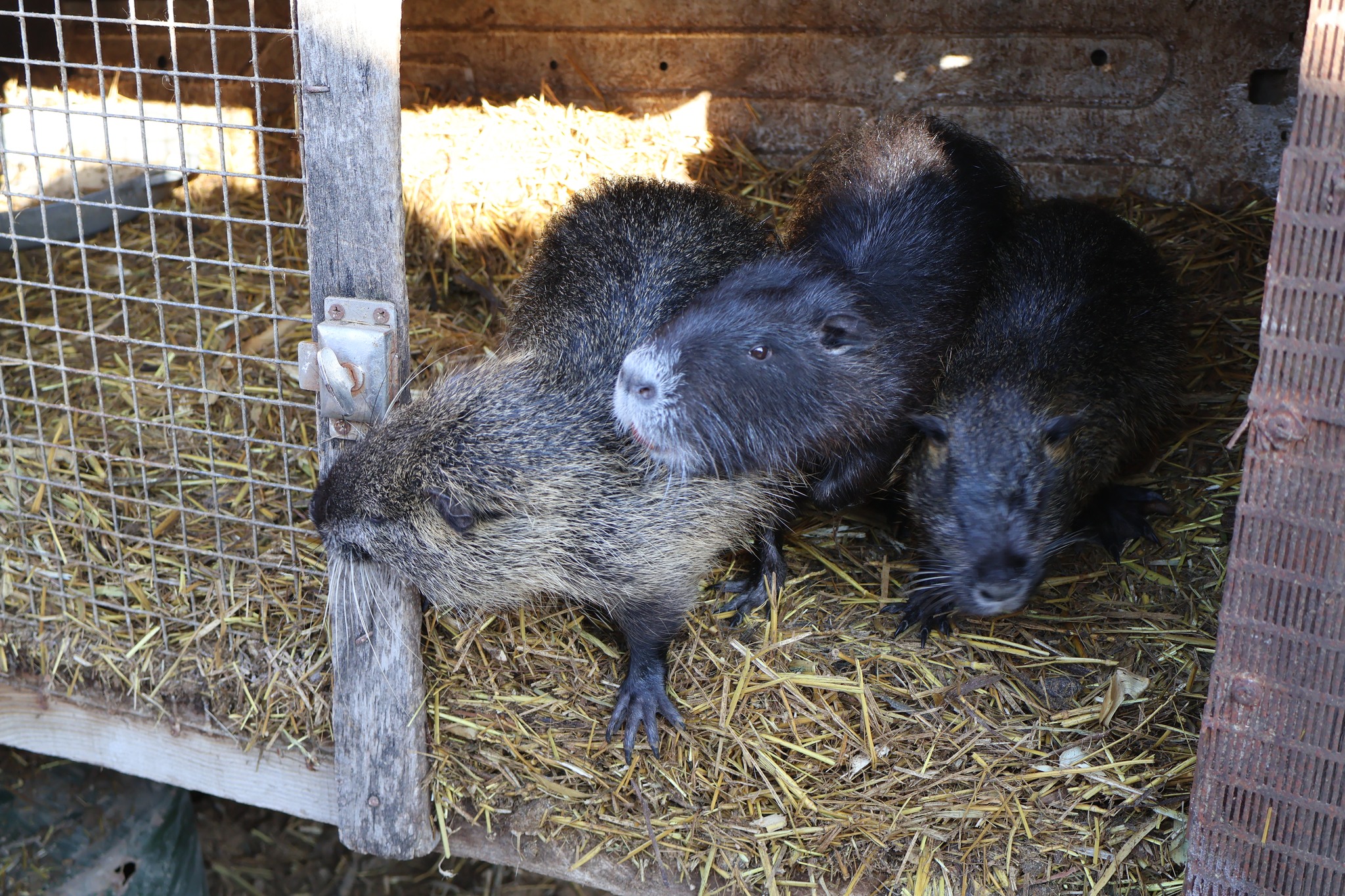 У Білгород-Дністровському районі фермерка завдяки гранту модернізувала своє господарство