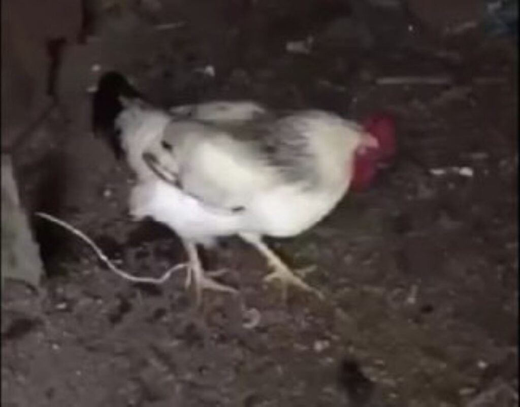 Хвиля жорстокості до тварин у Бессарабії: за що діти мстять слабшим — від ігор «у владу» до вивороту глибоких психологічних проблем