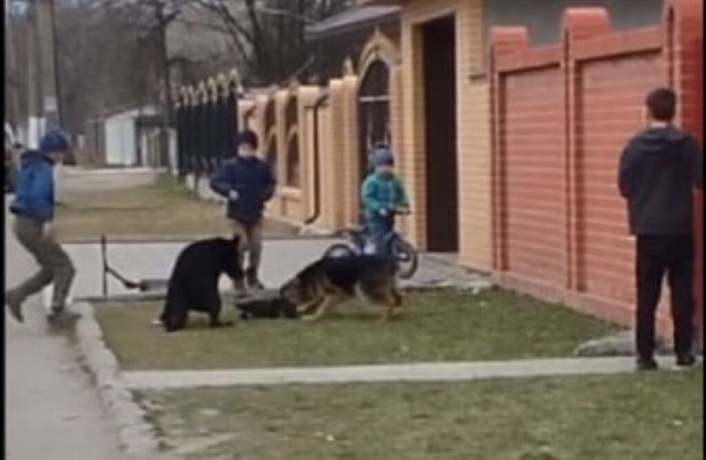 Хвиля жорстокості до тварин у Бессарабії: за що діти мстять слабшим — від ігор «у владу» до вивороту глибоких психологічних проблем