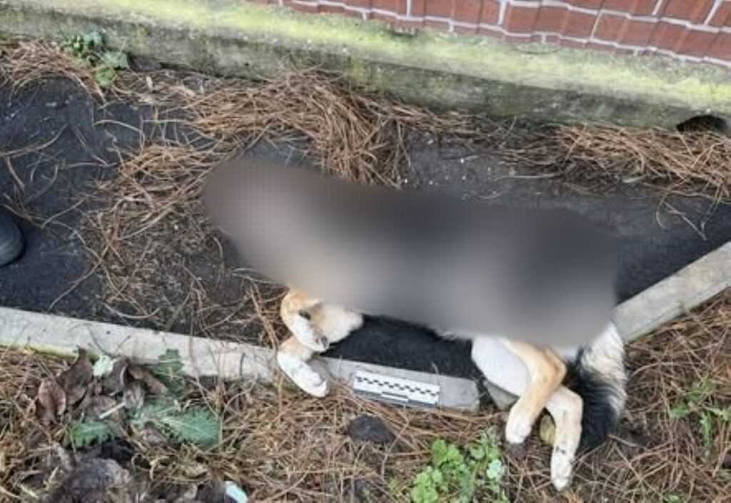 Хвиля жорстокості до тварин у Бессарабії: за що діти мстять слабшим — від ігор «у владу» до вивороту глибоких психологічних проблем