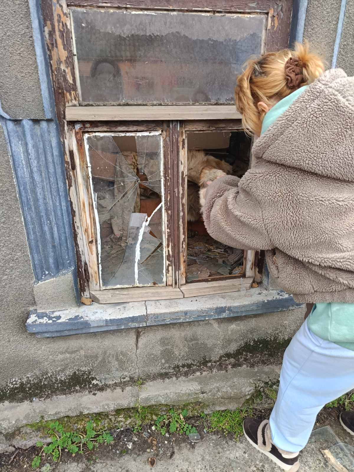 Живодерня під прикриттям кінологічного клубу: власницю розплідника собак з Ізмаїла звинувачують у жорстокому поводженні з тваринами