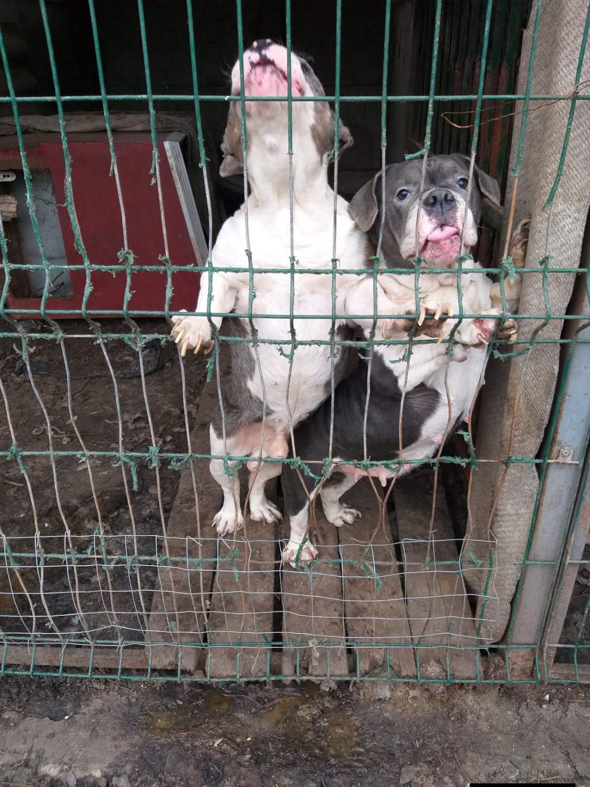 Живодерня під прикриттям кінологічного клубу: власницю розплідника собак з Ізмаїла звинувачують у жорстокому поводженні з тваринами