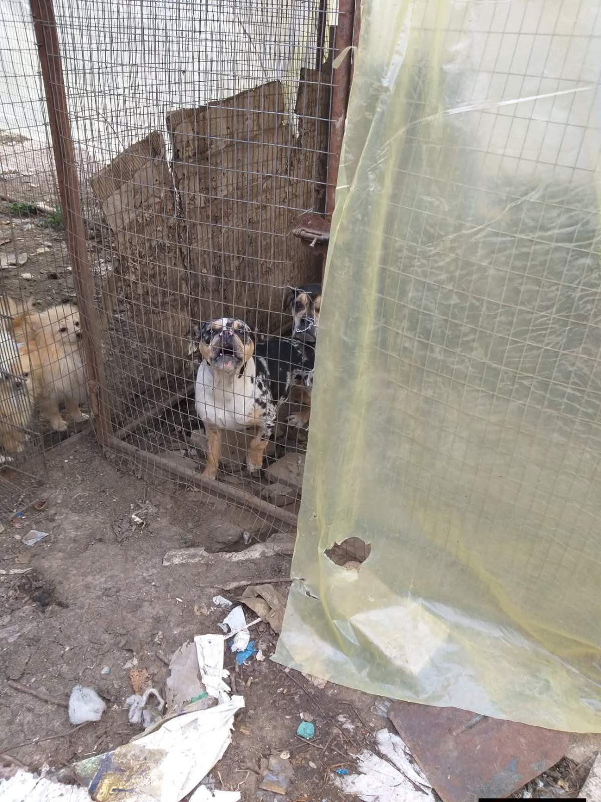 Живодерня під прикриттям кінологічного клубу: власницю розплідника собак з Ізмаїла звинувачують у жорстокому поводженні з тваринами