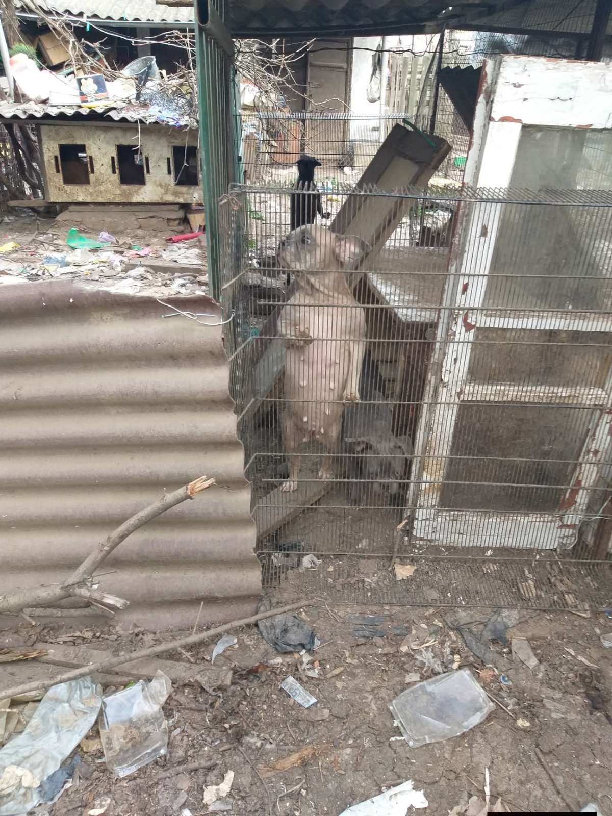 Живодерня під прикриттям кінологічного клубу: власницю розплідника собак з Ізмаїла звинувачують у жорстокому поводженні з тваринами