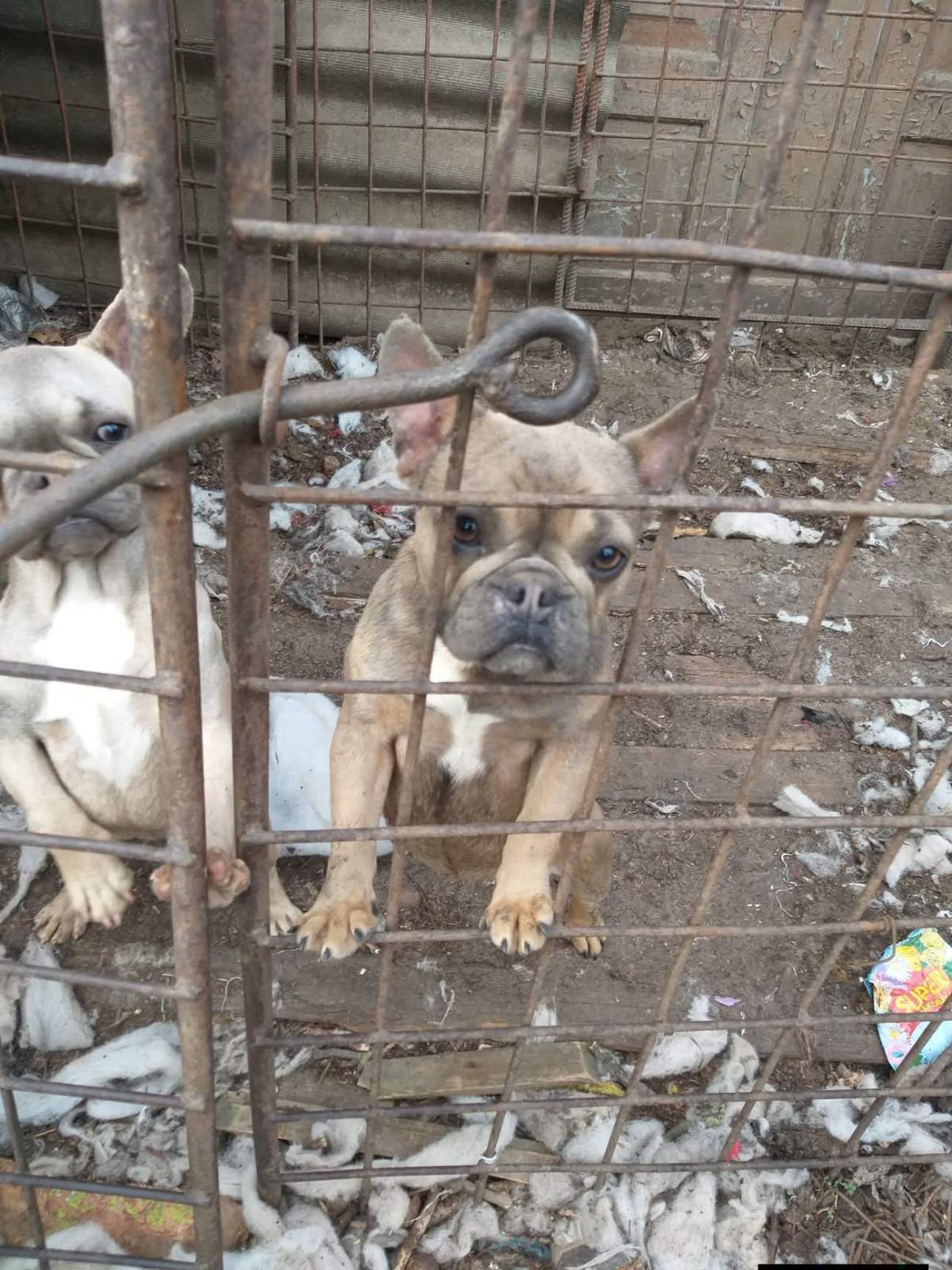 Живодерня під прикриттям кінологічного клубу: власницю розплідника собак з Ізмаїла звинувачують у жорстокому поводженні з тваринами