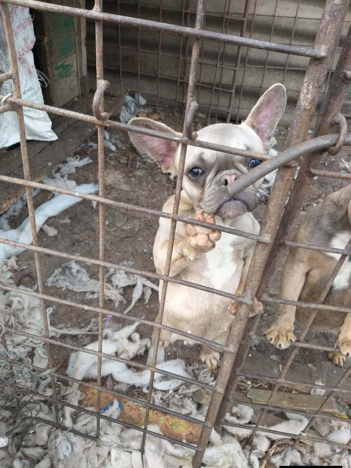 Живодерня під прикриттям кінологічного клубу: власницю розплідника собак з Ізмаїла звинувачують у жорстокому поводженні з тваринами