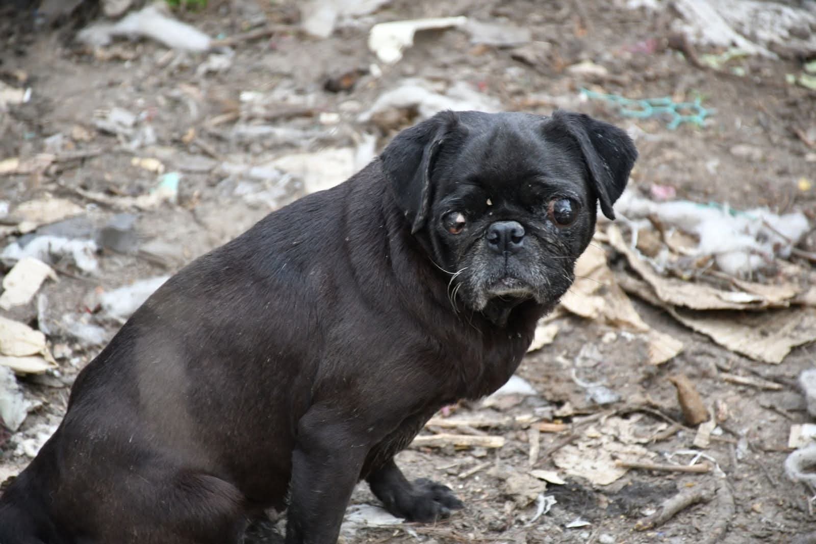 Живодерня під прикриттям кінологічного клубу: власницю розплідника собак з Ізмаїла звинувачують у жорстокому поводженні з тваринами