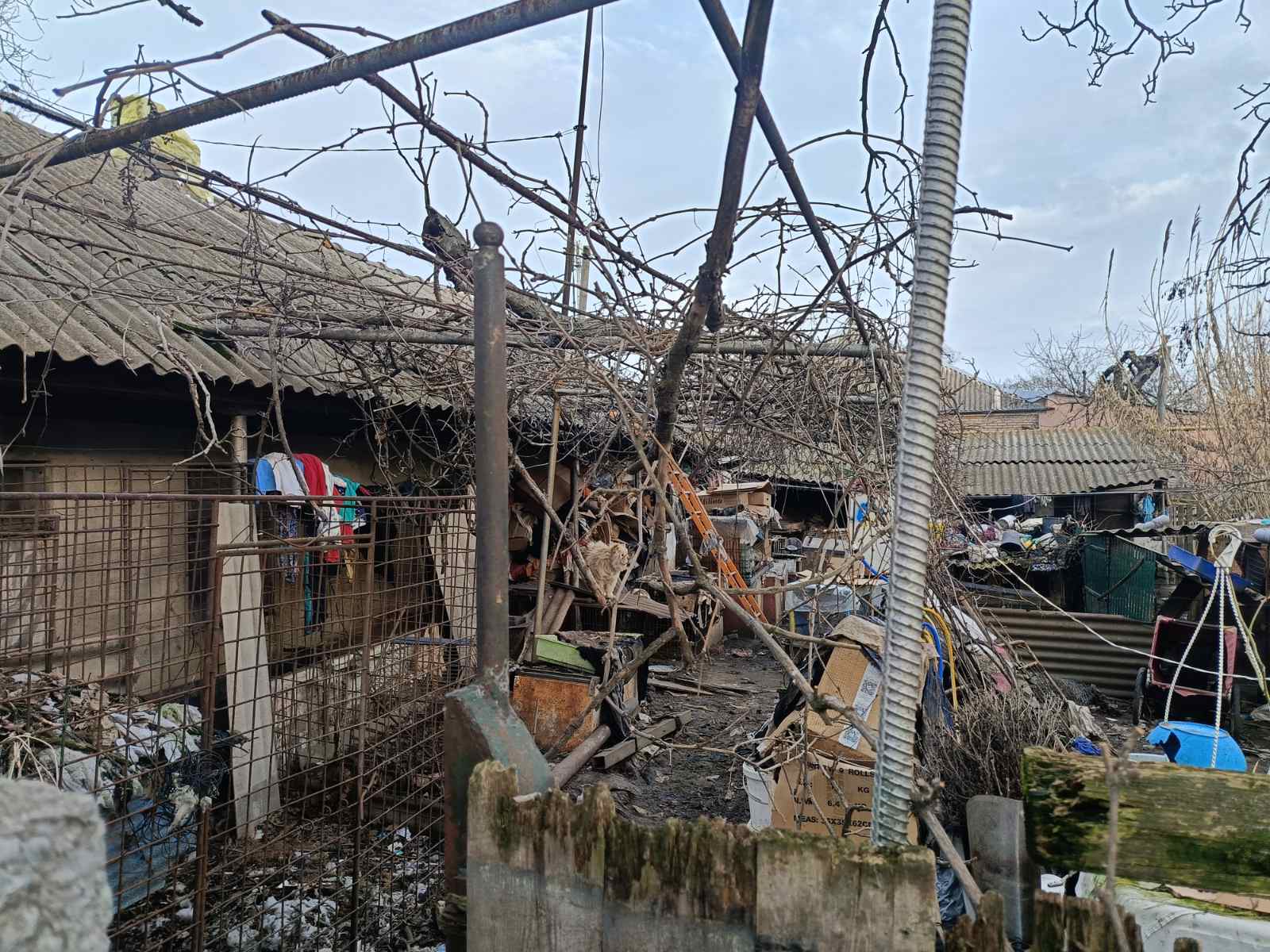 Живодерня під прикриттям кінологічного клубу: власницю розплідника собак з Ізмаїла звинувачують у жорстокому поводженні з тваринами