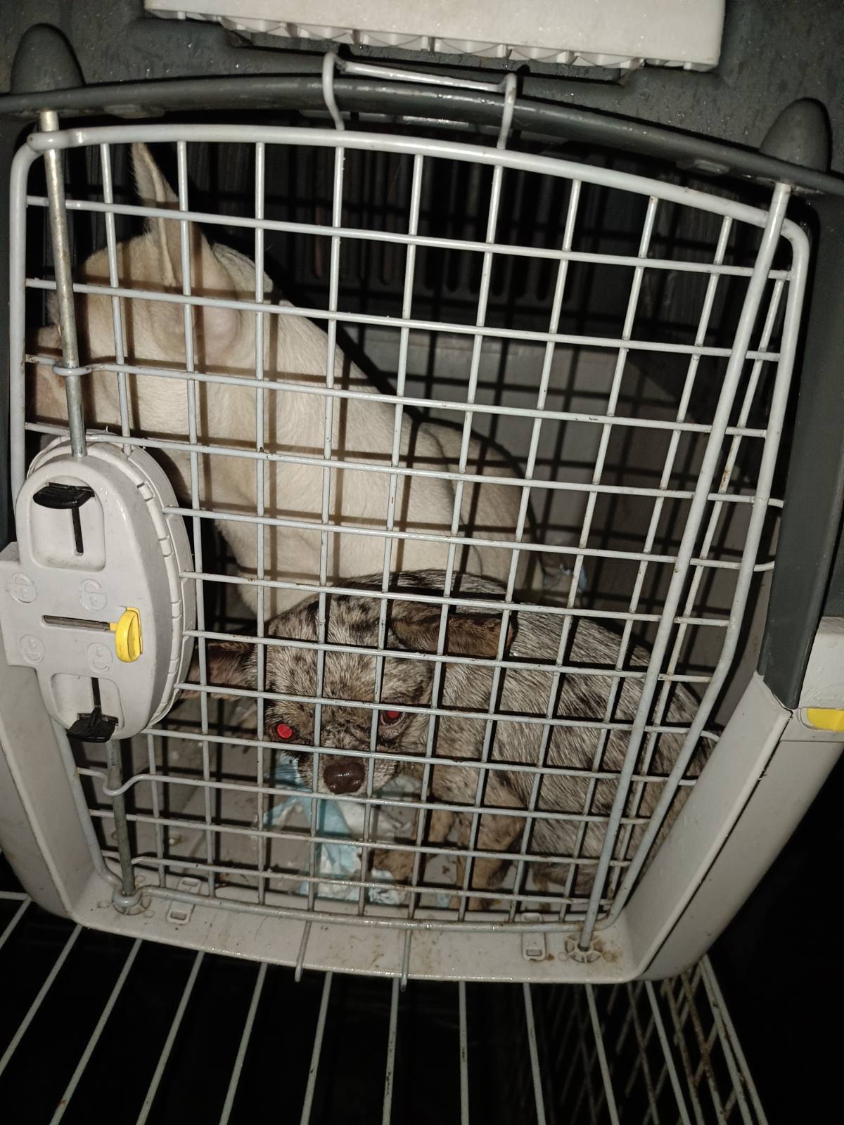 Зоозахисники домоглися вилучення собак з Ізмаїльського клуба кінології: поліція відкрила кримінальне провадження відносно господарки