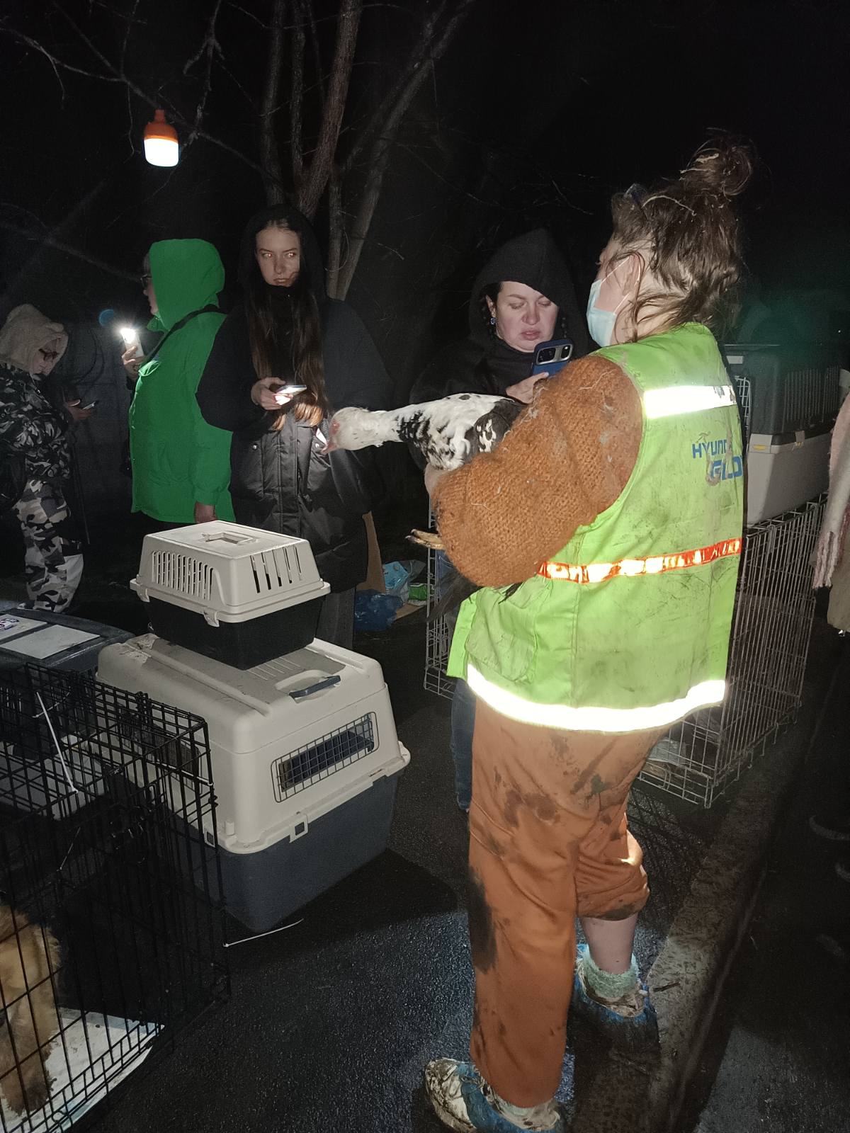 Зоозахисники домоглися вилучення собак з Ізмаїльського клуба кінології: поліція відкрила кримінальне провадження відносно господарки