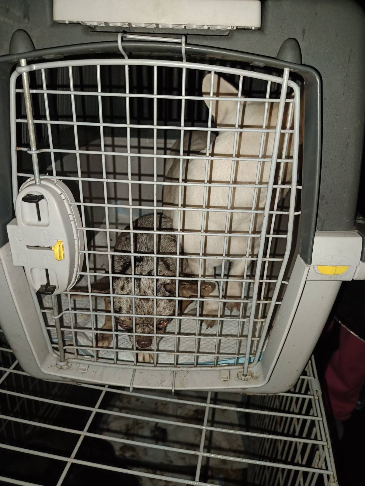 Зоозахисники домоглися вилучення собак з Ізмаїльського клуба кінології: поліція відкрила кримінальне провадження відносно господарки