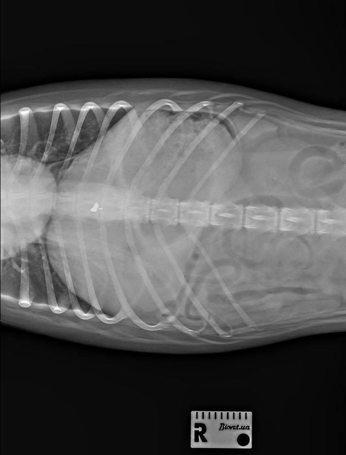 У Рені стрілок покалічив безпритульну собаку: зооволонтери підозрюють кінолога, поліція відмовляється відкривати справу