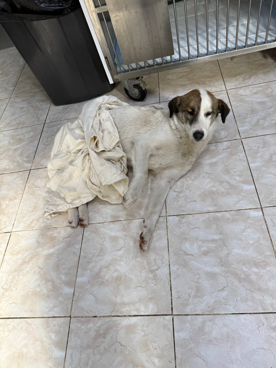 У Рені стрілок покалічив безпритульну собаку: зооволонтери підозрюють кінолога, поліція відмовляється відкривати справу