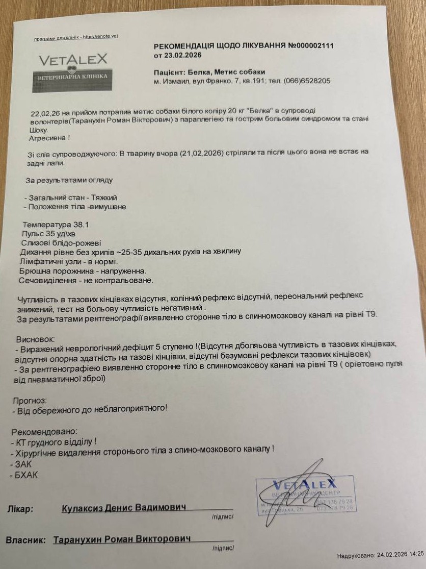 У Рені стрілок покалічив безпритульну собаку: зооволонтери підозрюють кінолога, поліція відмовляється відкривати справу