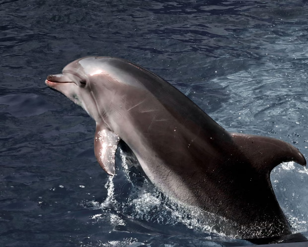 Чорне море може стати мертвим назавжди через росію: як війна нищить дельфінів та екосистему