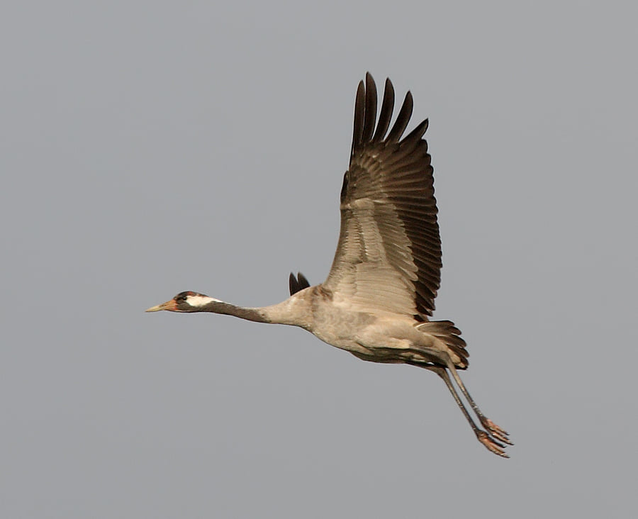 З далекої Африки до Одещини прилетів рідкісний вид червонокнижних птахів