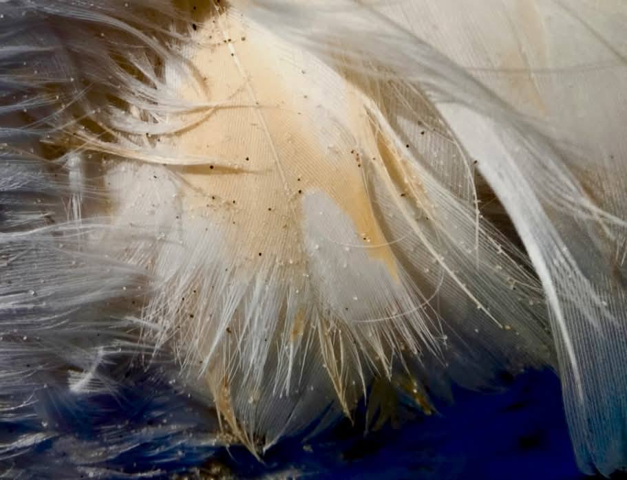 Мовчазна жертва: у "Тузлівських лиманах" знаходять забруднених олією загиблих лебедів