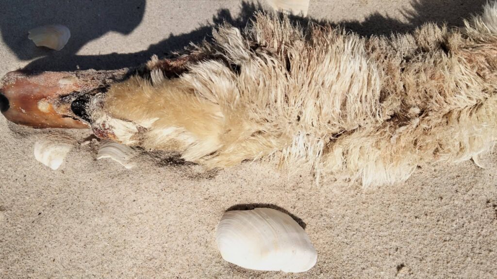 Мовчазна жертва: у "Тузлівських лиманах" знаходять забруднених олією загиблих лебедів