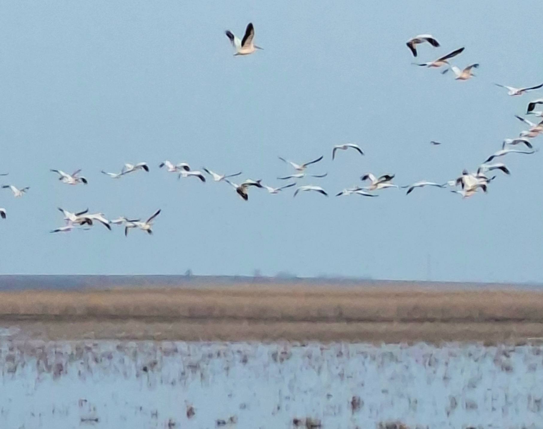 На Одещині зафіксували рідкісних рожевих пеліканів
