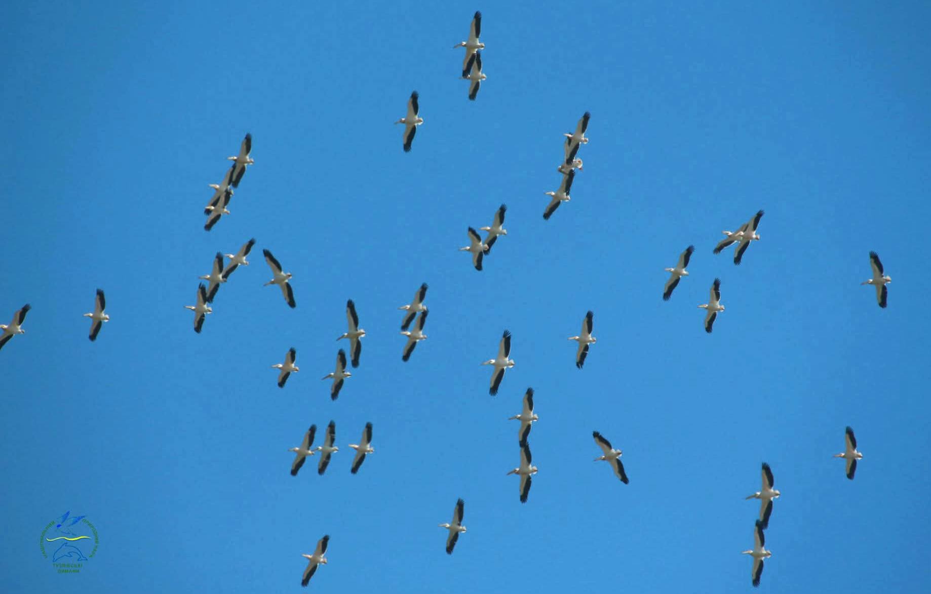 На Одещині зафіксували рідкісних рожевих пеліканів