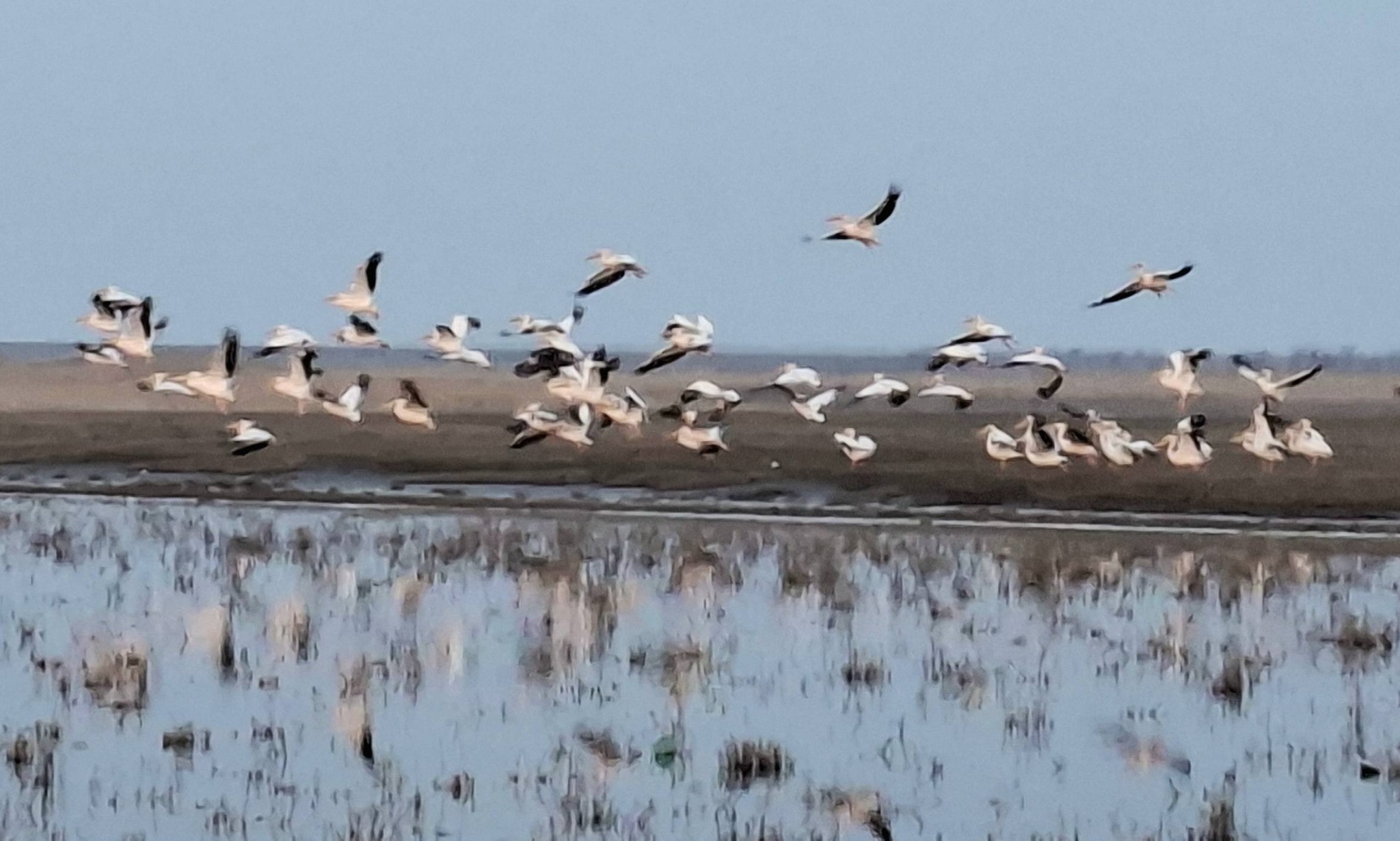 На Одещині зафіксували рідкісних рожевих пеліканів