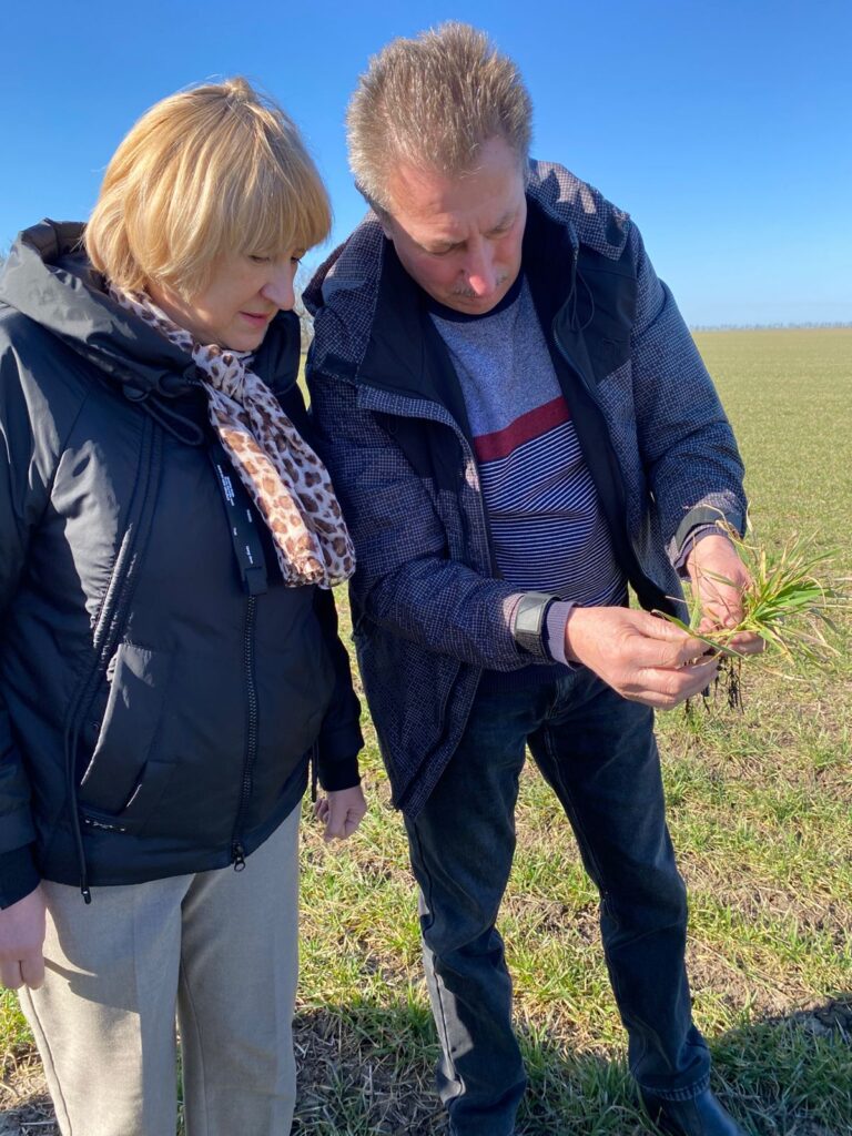 На Білгород-Дністровщині перевіряють стан озимих: що доведеться пересівати