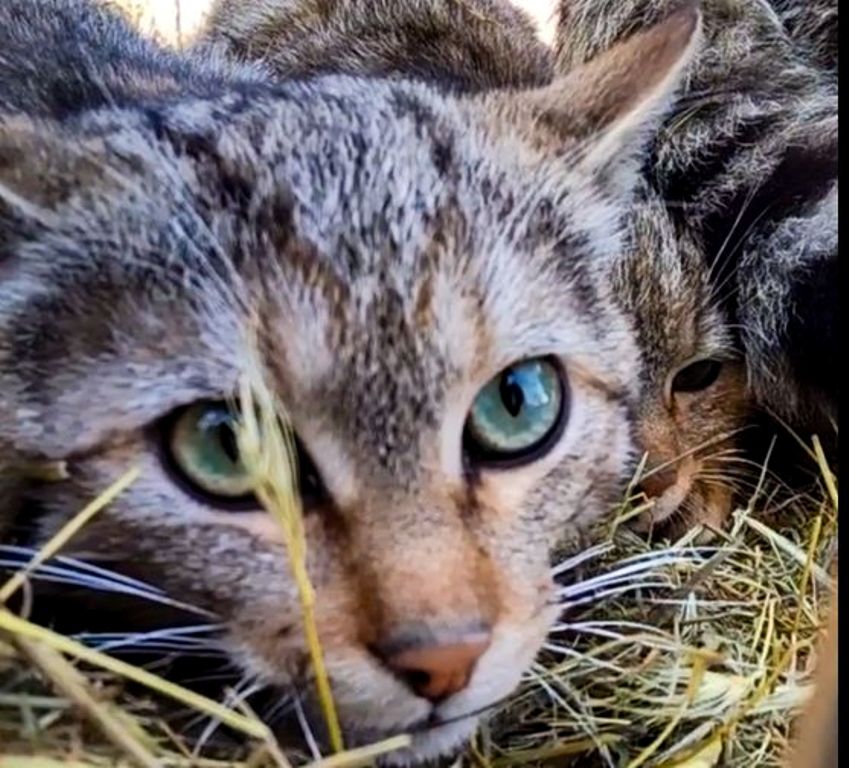 Врятованих на Одещині рідкісних хижаків випустили в дику природу