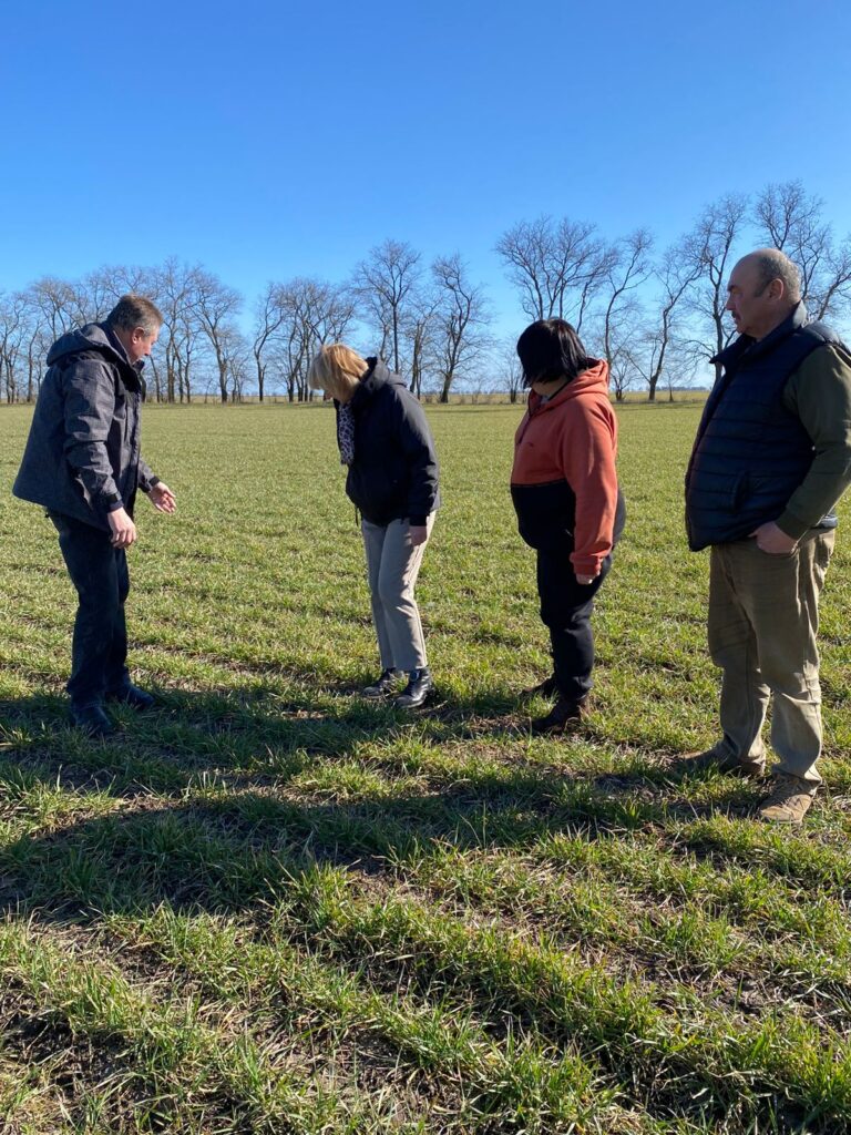 На Білгород-Дністровщині перевіряють стан озимих: що доведеться пересівати