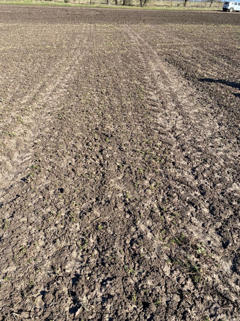 На Білгород-Дністровщині перевіряють стан озимих: що доведеться пересівати