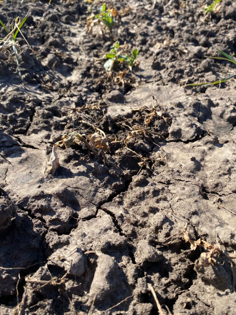 На Білгород-Дністровщині перевіряють стан озимих: що доведеться пересівати