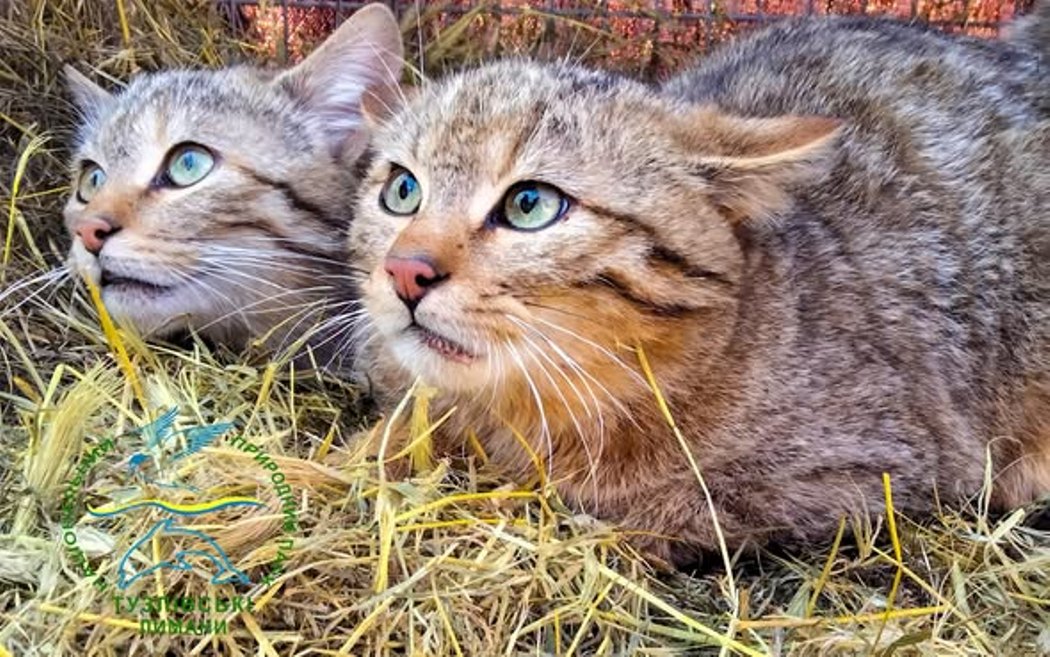 Врятованих на Одещині рідкісних хижаків випустили в дику природу