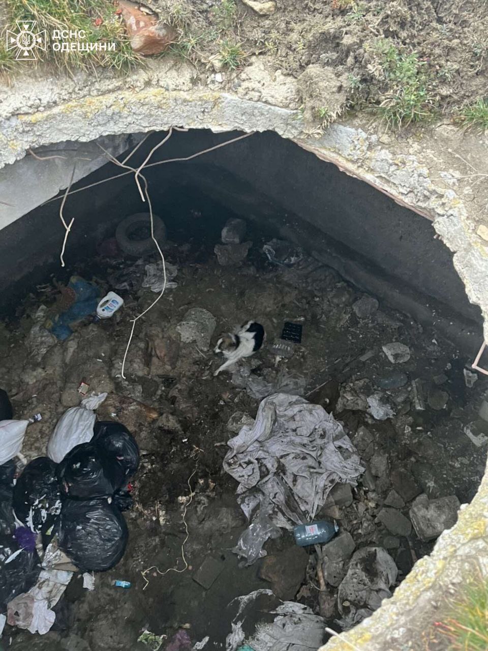 На Одещині рятувальники визволили собаку з п’ятиметрової ями
