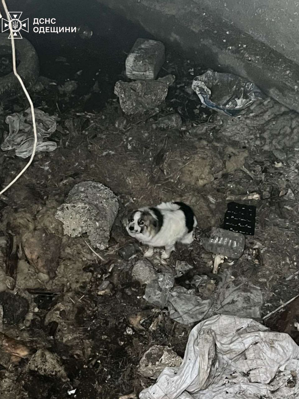 На Одещині рятувальники визволили собаку з п’ятиметрової ями