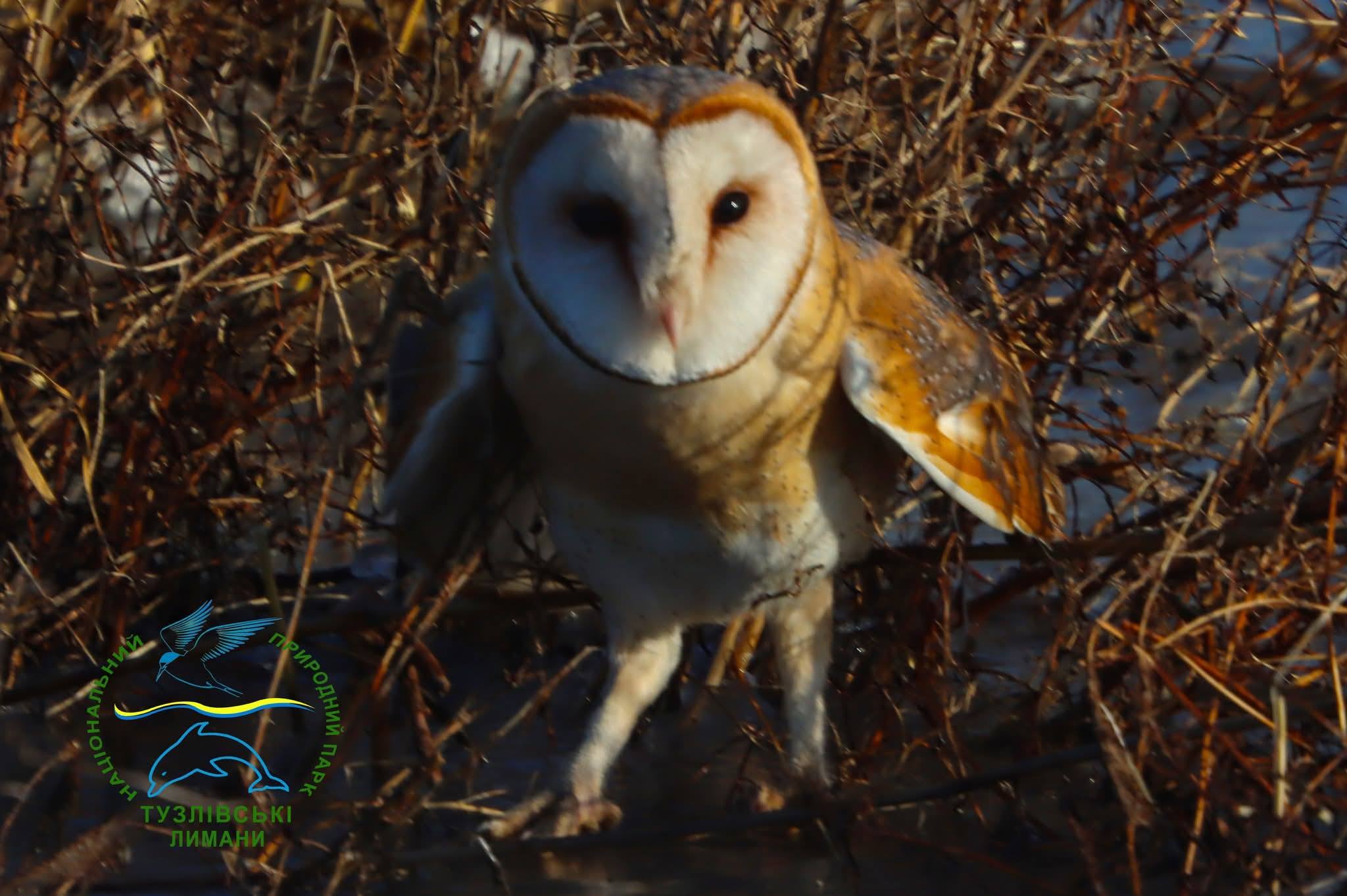 В дику природу випустили сову-сипуху, яка проходила реабілітацію в Ізмаїлі