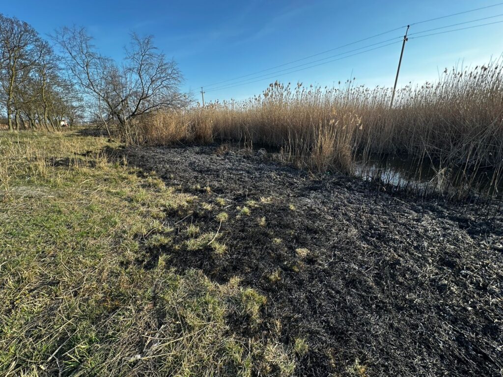 Майже 600 тисяч гривень збитків: наслідки займання очерету на Білгород-Дністровщині