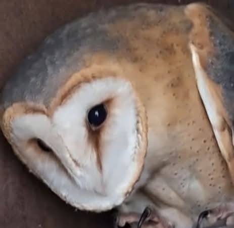 В дику природу випустили сову-сипуху, яка проходила реабілітацію в Ізмаїлі
