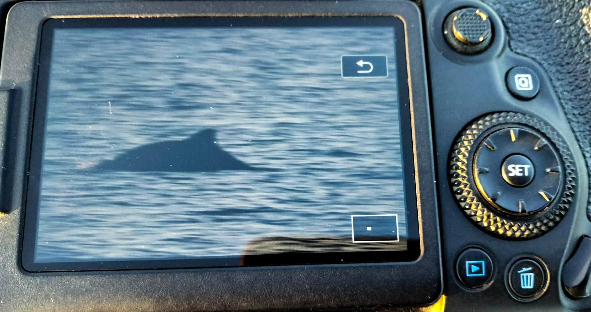 На території Нацпарку Одещини вперше в цьому році помічено дельфінів