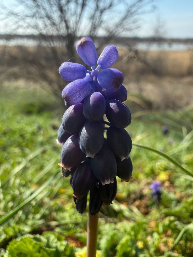 На степах Одещини зацвіла квітка, яка має багато імен та пахне десертом