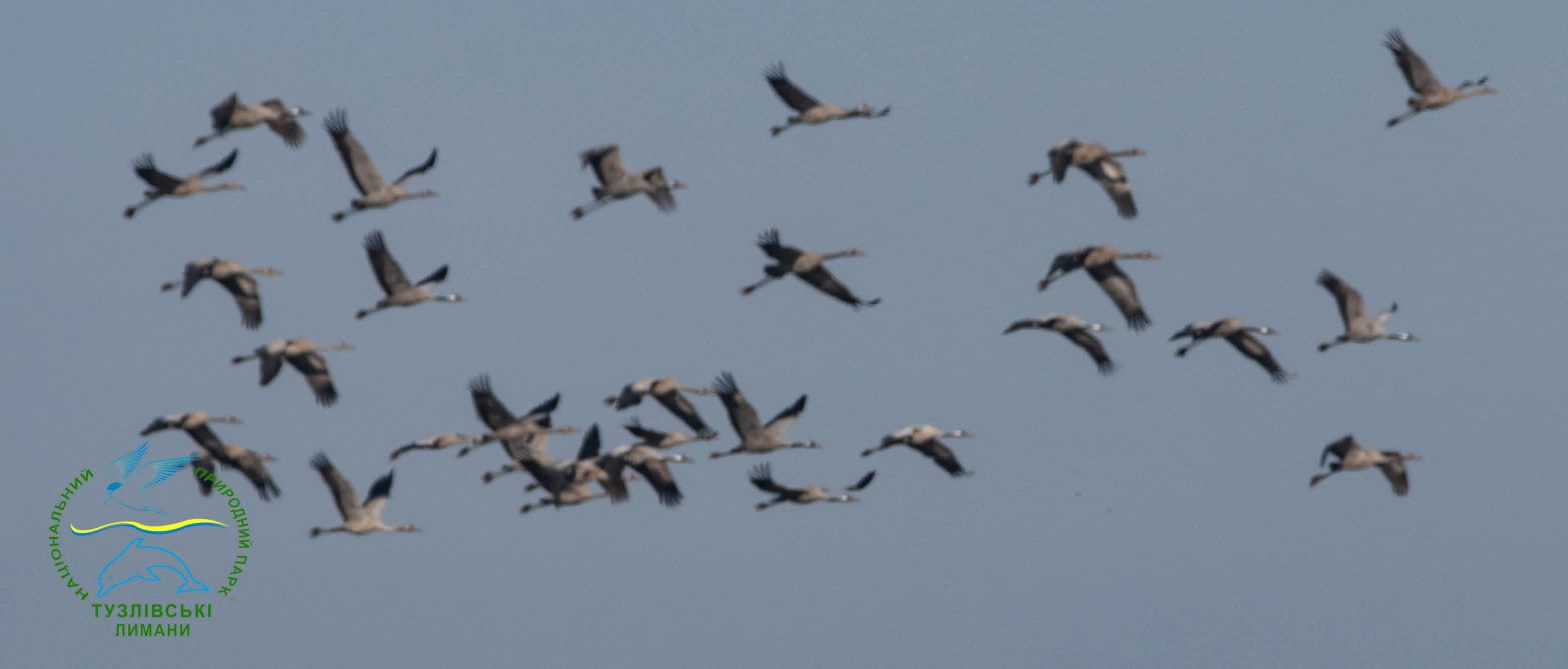 З далекої Африки до Одещини прилетів рідкісний вид червонокнижних птахів