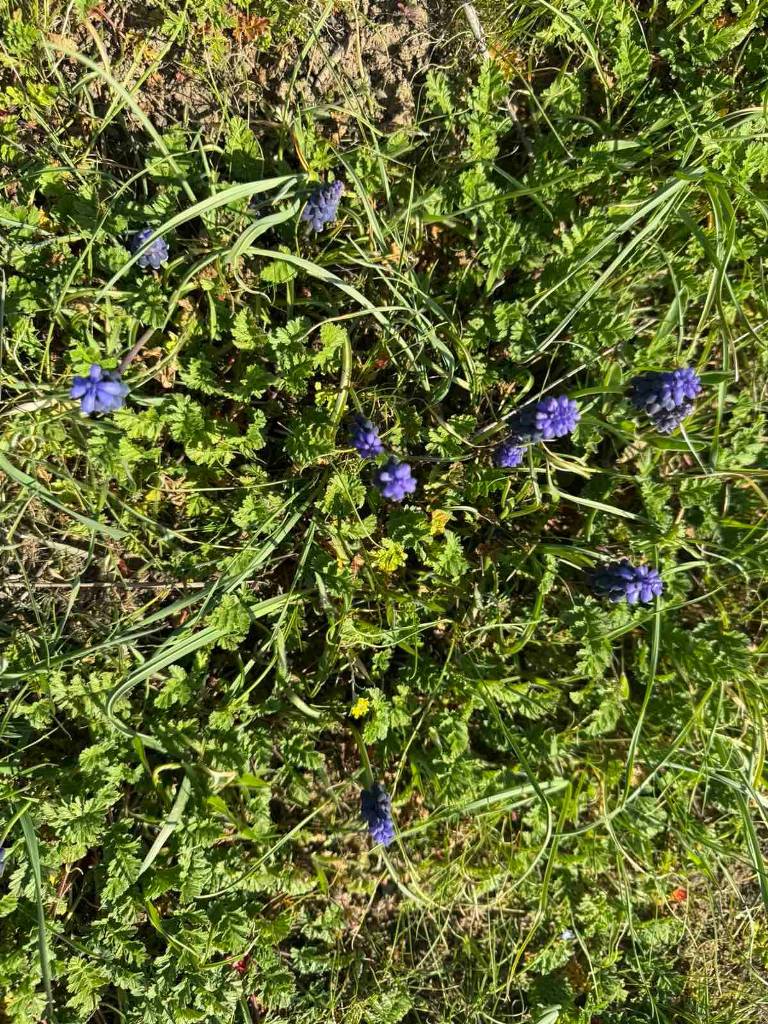 На степах Одещини зацвіла квітка, яка має багато імен та пахне десертом