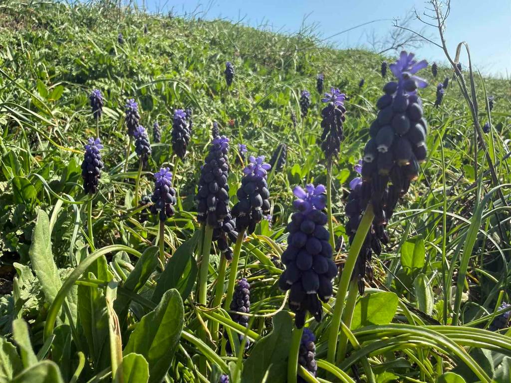 На степах Одещини зацвіла квітка, яка має багато імен та пахне десертом