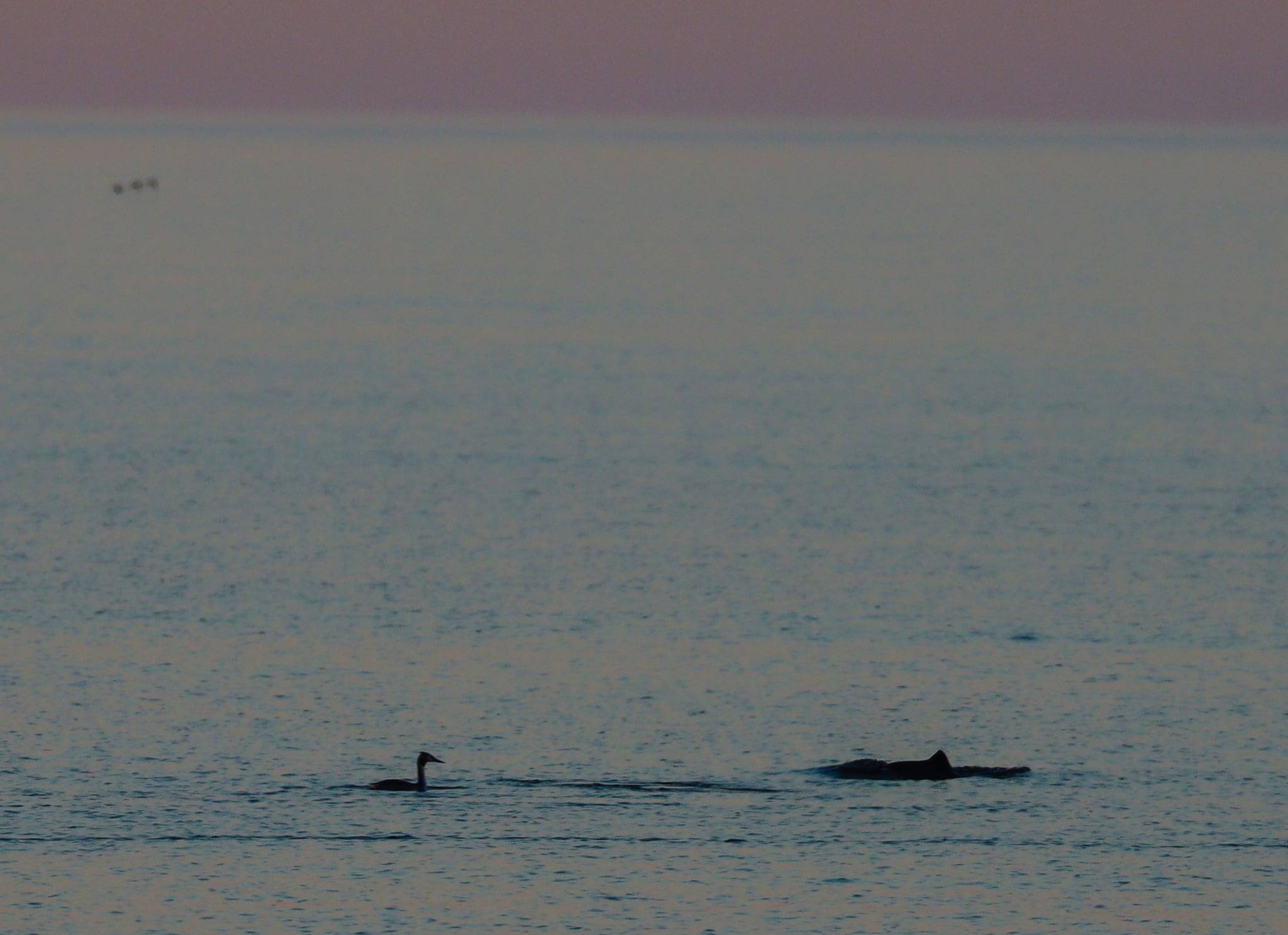 На території Нацпарку Одещини вперше в цьому році помічено дельфінів