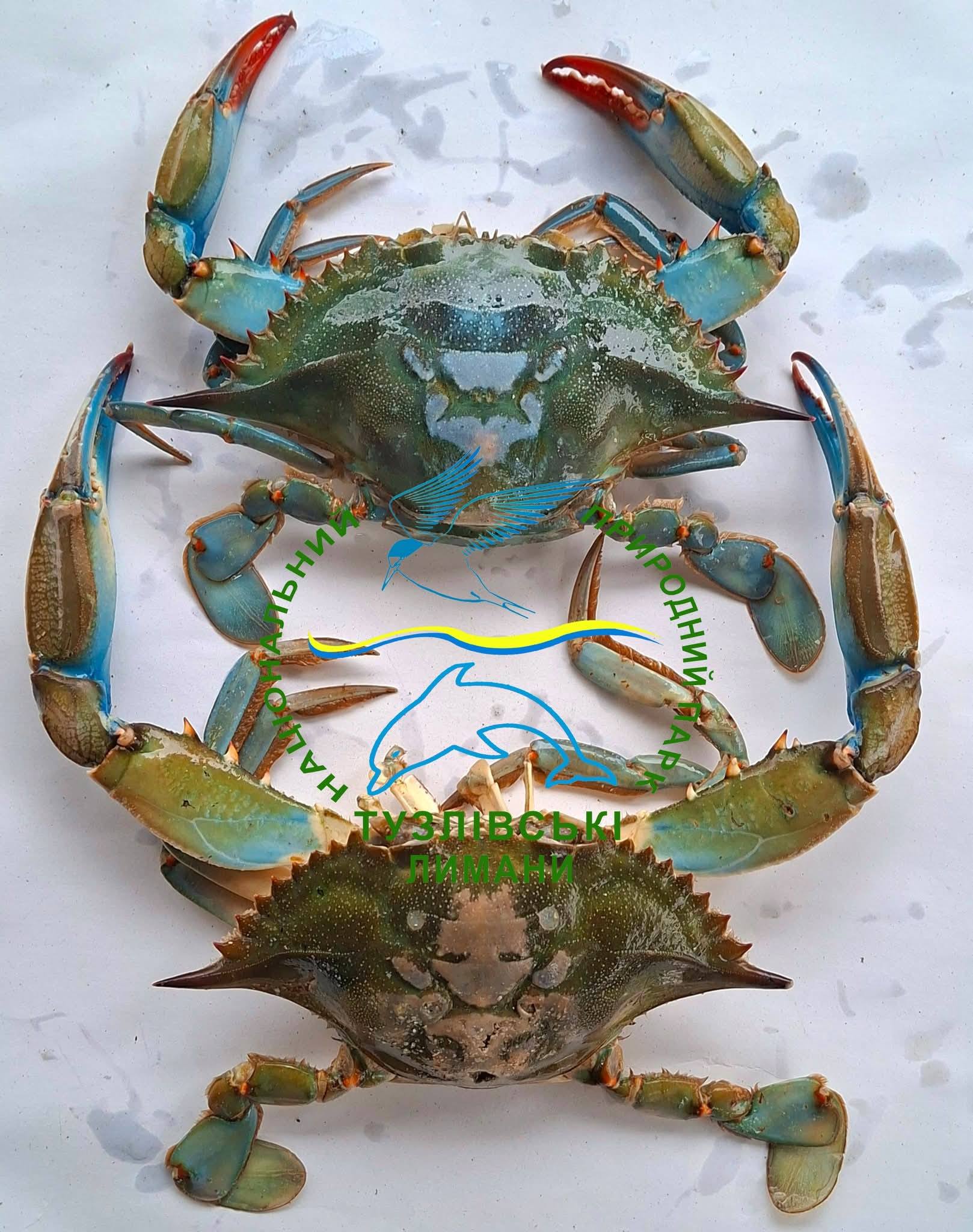 У нацпарку на півдні Одещини знайдено більше двох десятків блакитних крабів